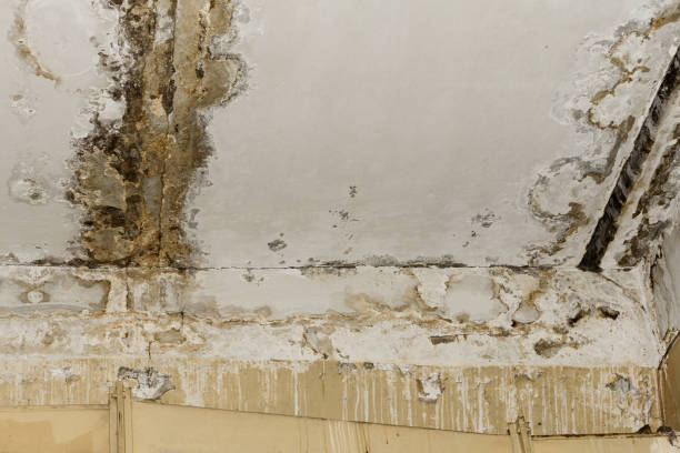 Carpet water damage restoration in Johnson Lane, NV